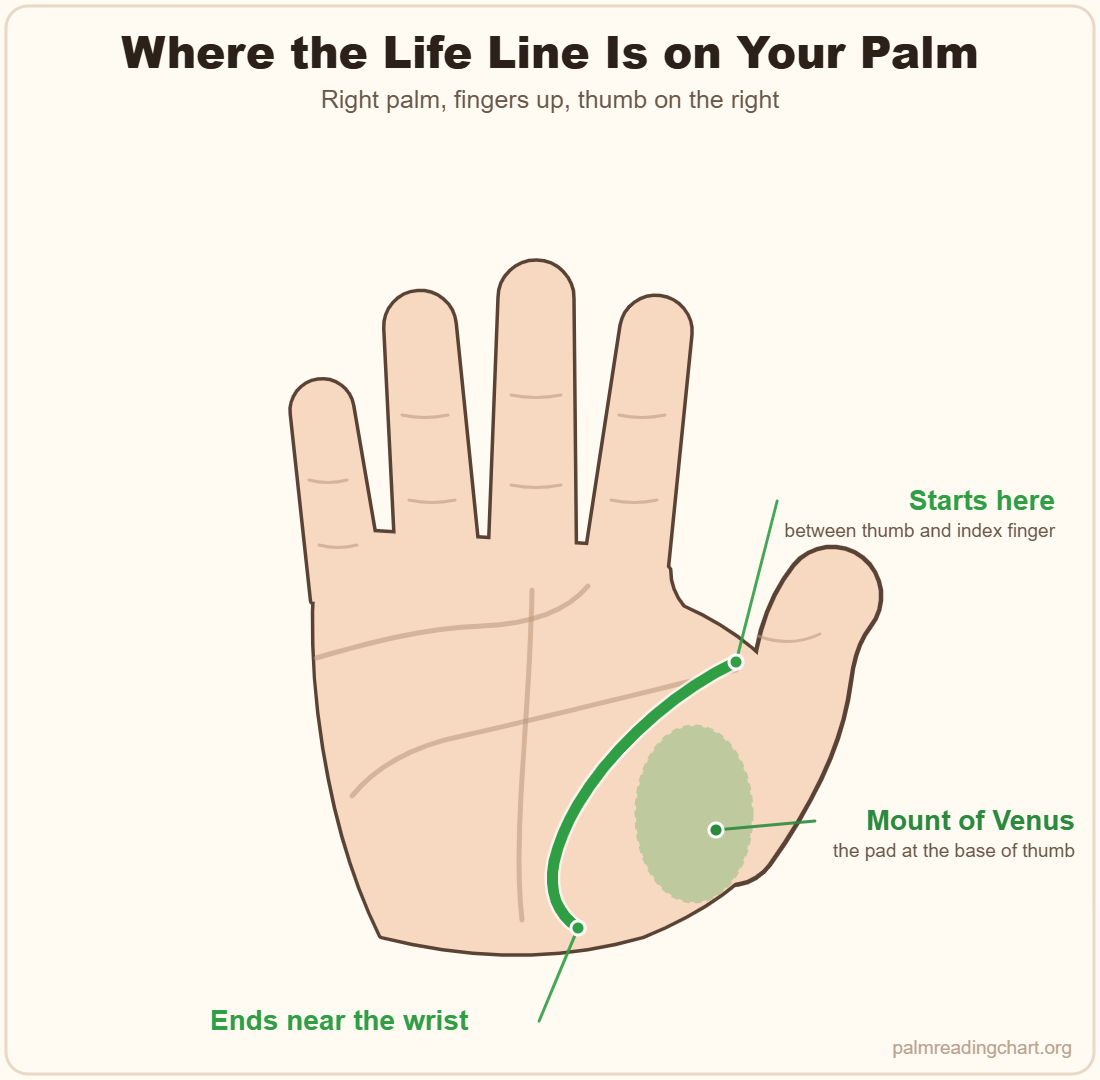 Right palm diagram showing where the life line starts between the thumb and index finger, curves around the Mount of Venus and ends near the wrist